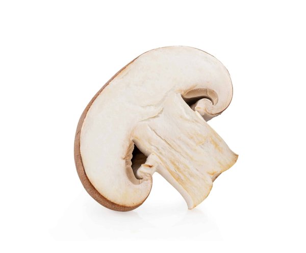 Découverte des trompettes de la mort séchées